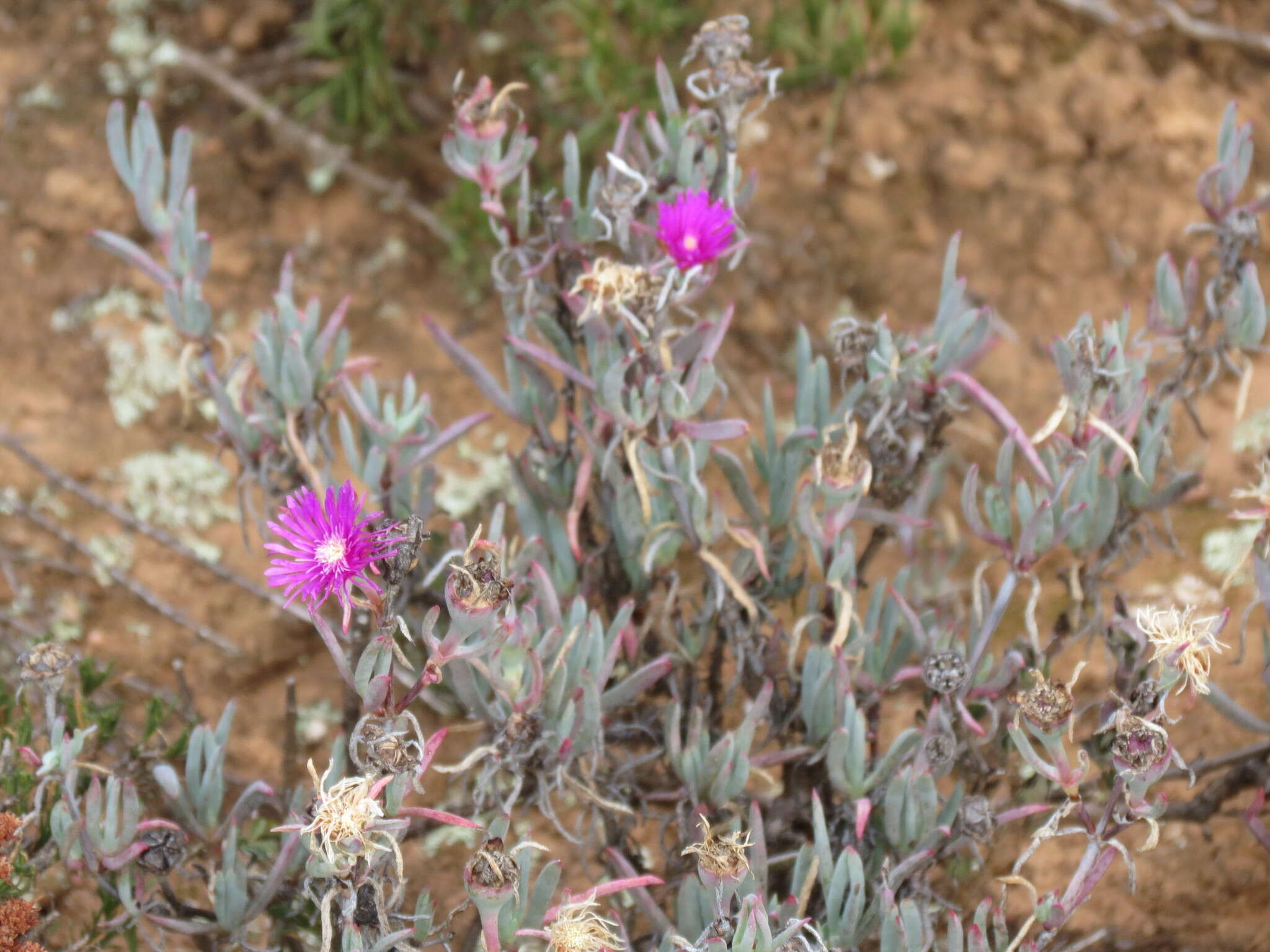 Image of Lampranthus stayneri (L. Bol.) N. E. Br.