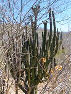 Image of Organ Pipe Cactus