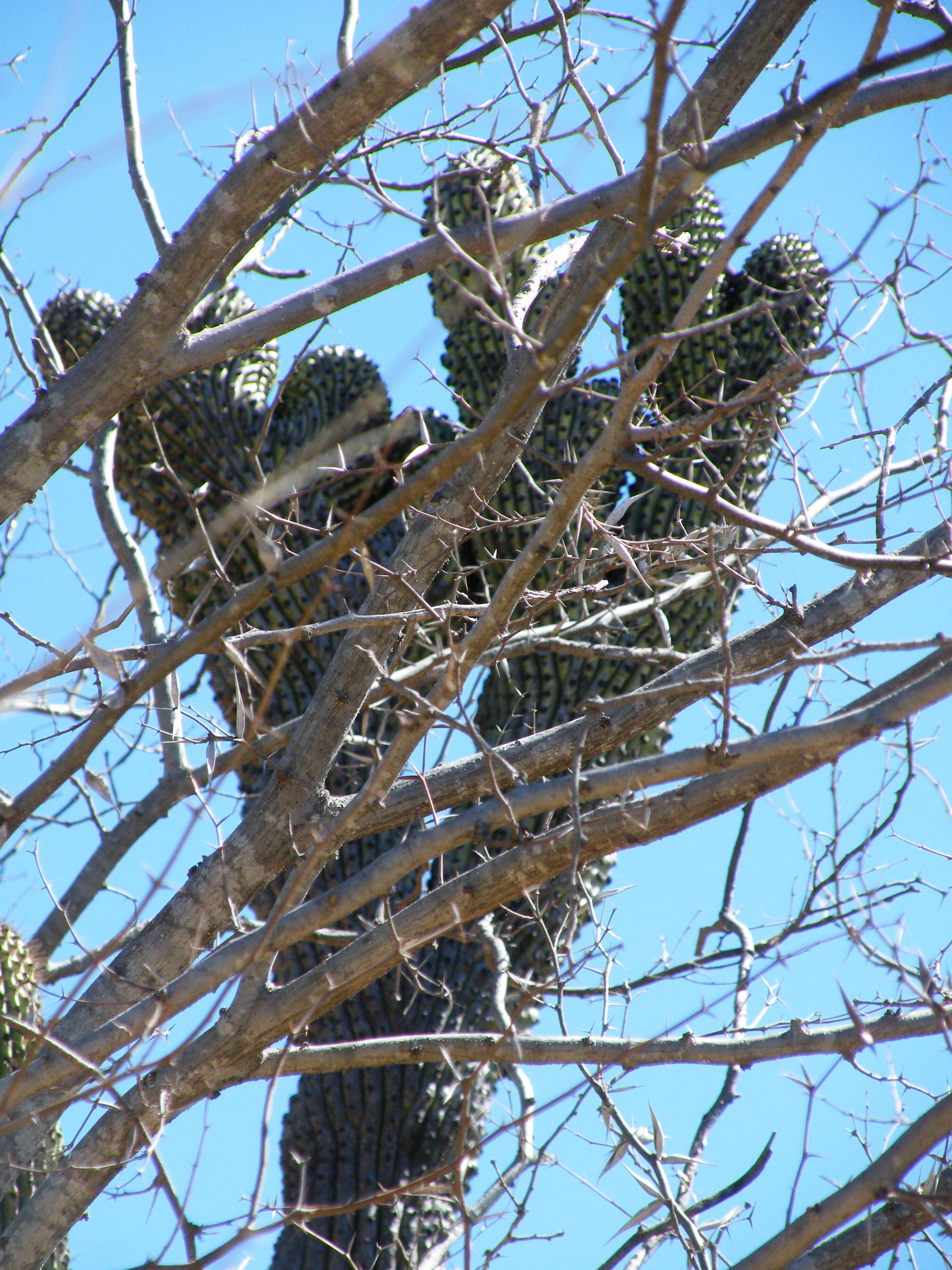 Image of Organ Pipe Cactus