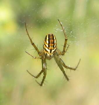 Image of Lined Orbweaver