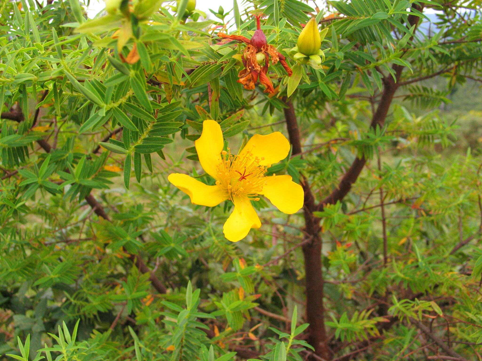 Image of Hypericum revolutum Vahl