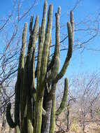 Image of Organ Pipe Cactus