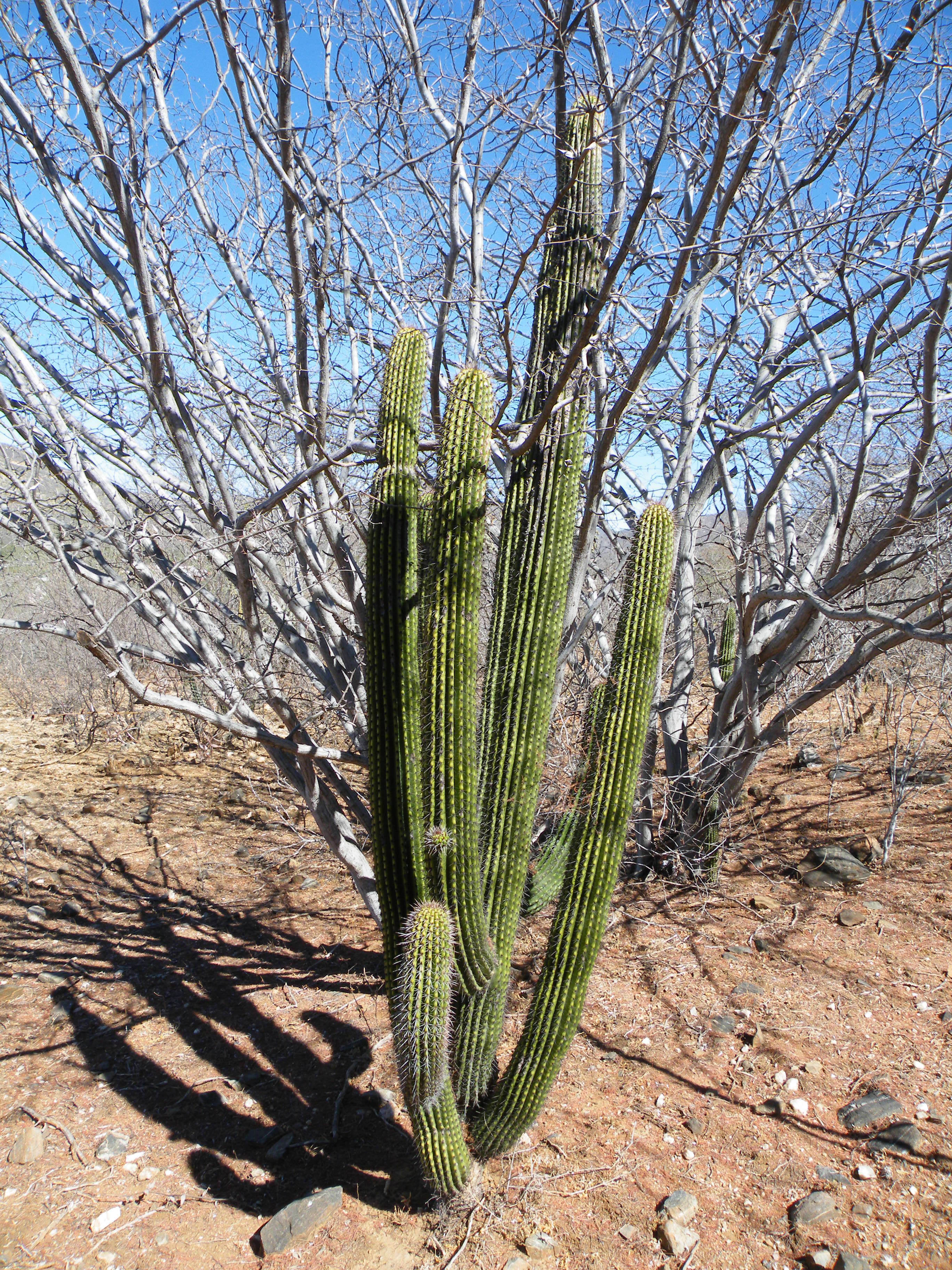 Image of Organ Pipe Cactus