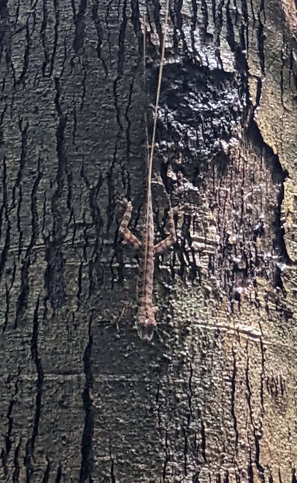 Image of Bridled Anole