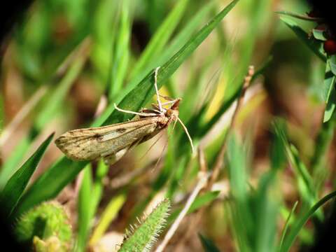 Image of Udea numeralis Hübner