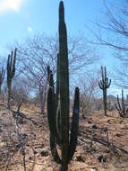 Image of Organ Pipe Cactus