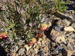 Image of Protea effusa E. Mey. ex Meissn.