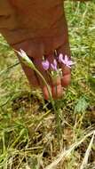 Allium unifolium Kellogg resmi