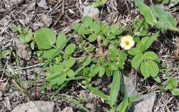 Image of Kallstroemia rosei Rydb.