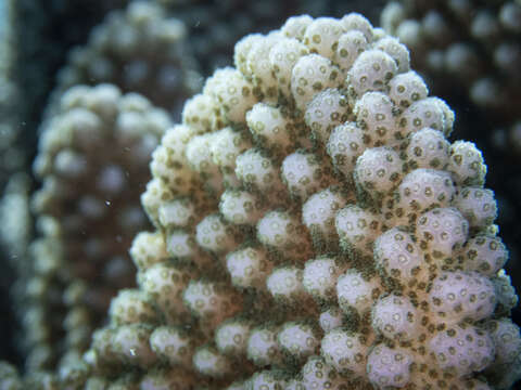 Image of Robust cactus coral