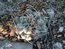 Image of Thelocactus hexaedrophorus (Lem.) Britton & Rose