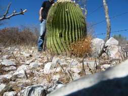 Image of Cactus