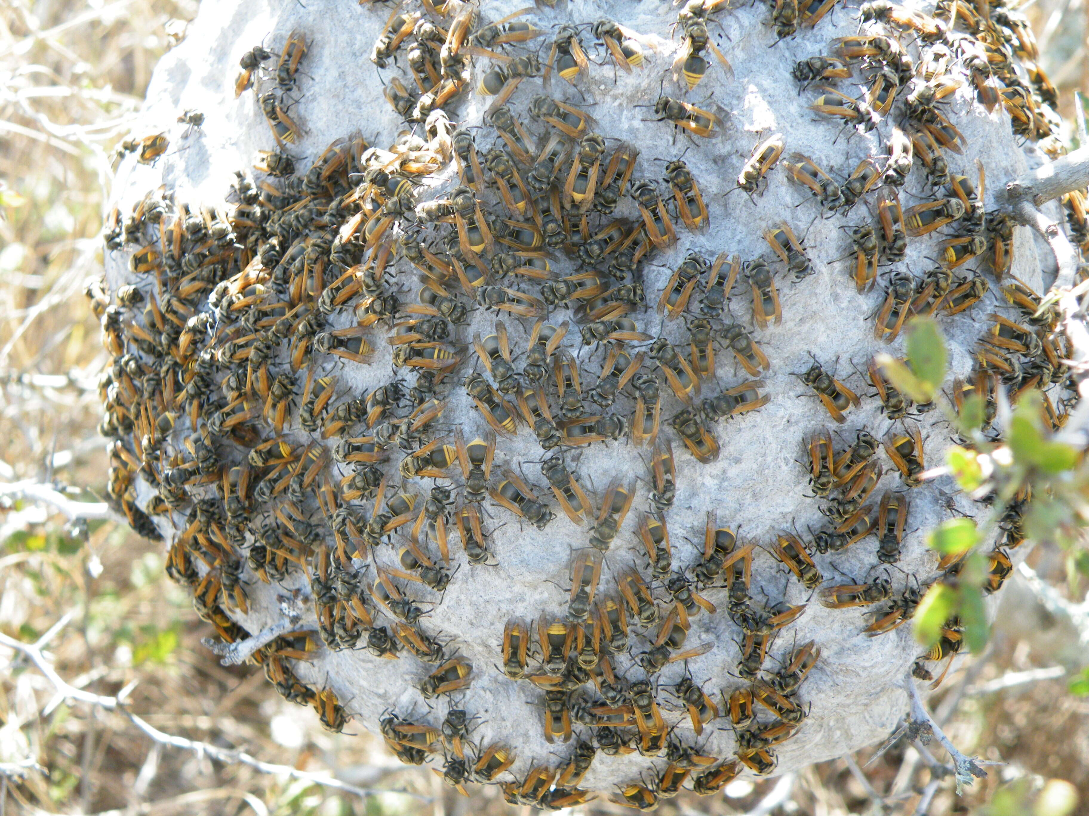 Image of Mexican Honey Wasp