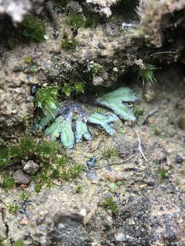 Image of Riccia crozalsii Levier