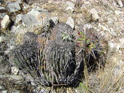 Image of Cactus