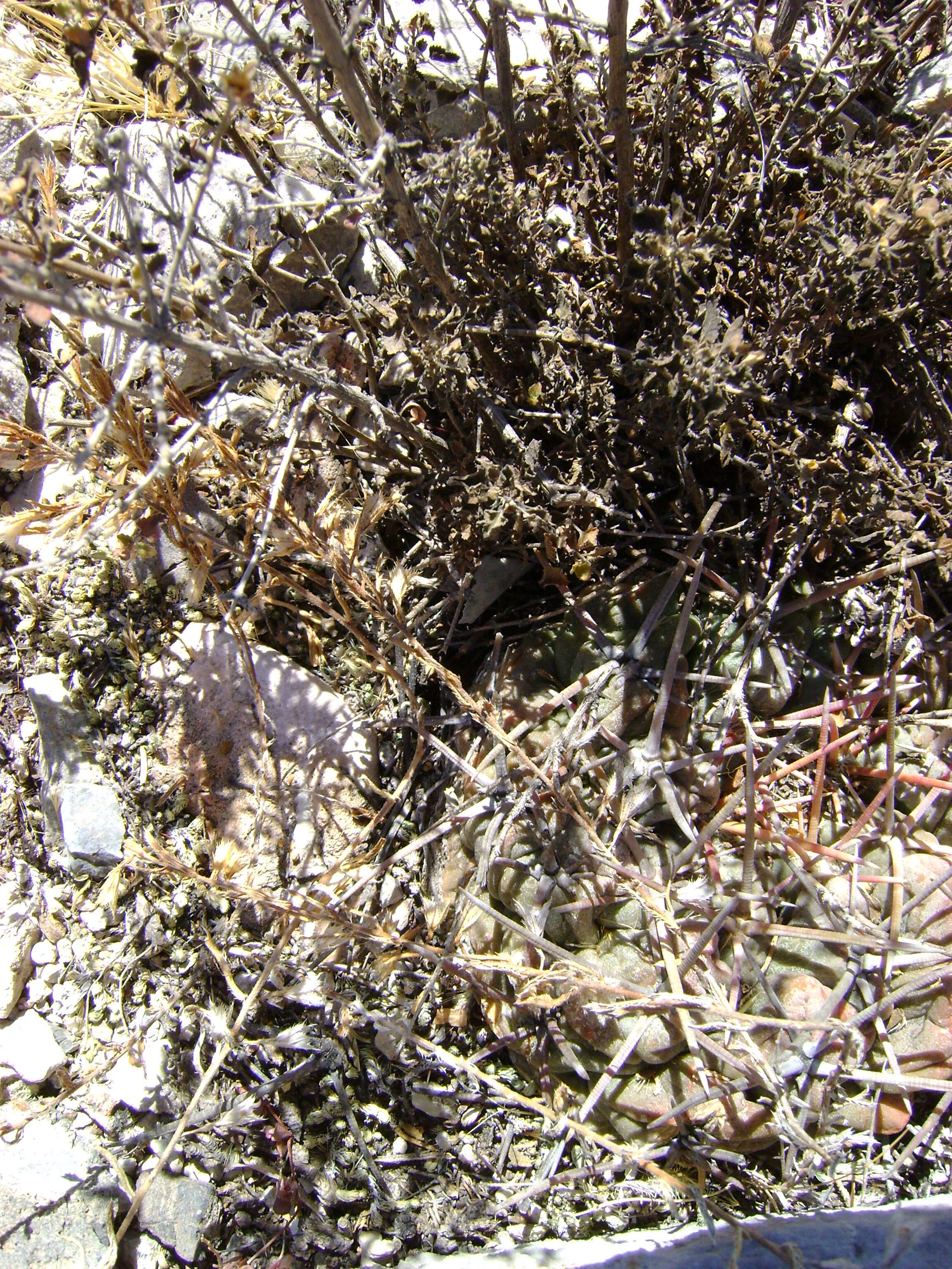 Image of Thelocactus hexaedrophorus (Lem.) Britton & Rose