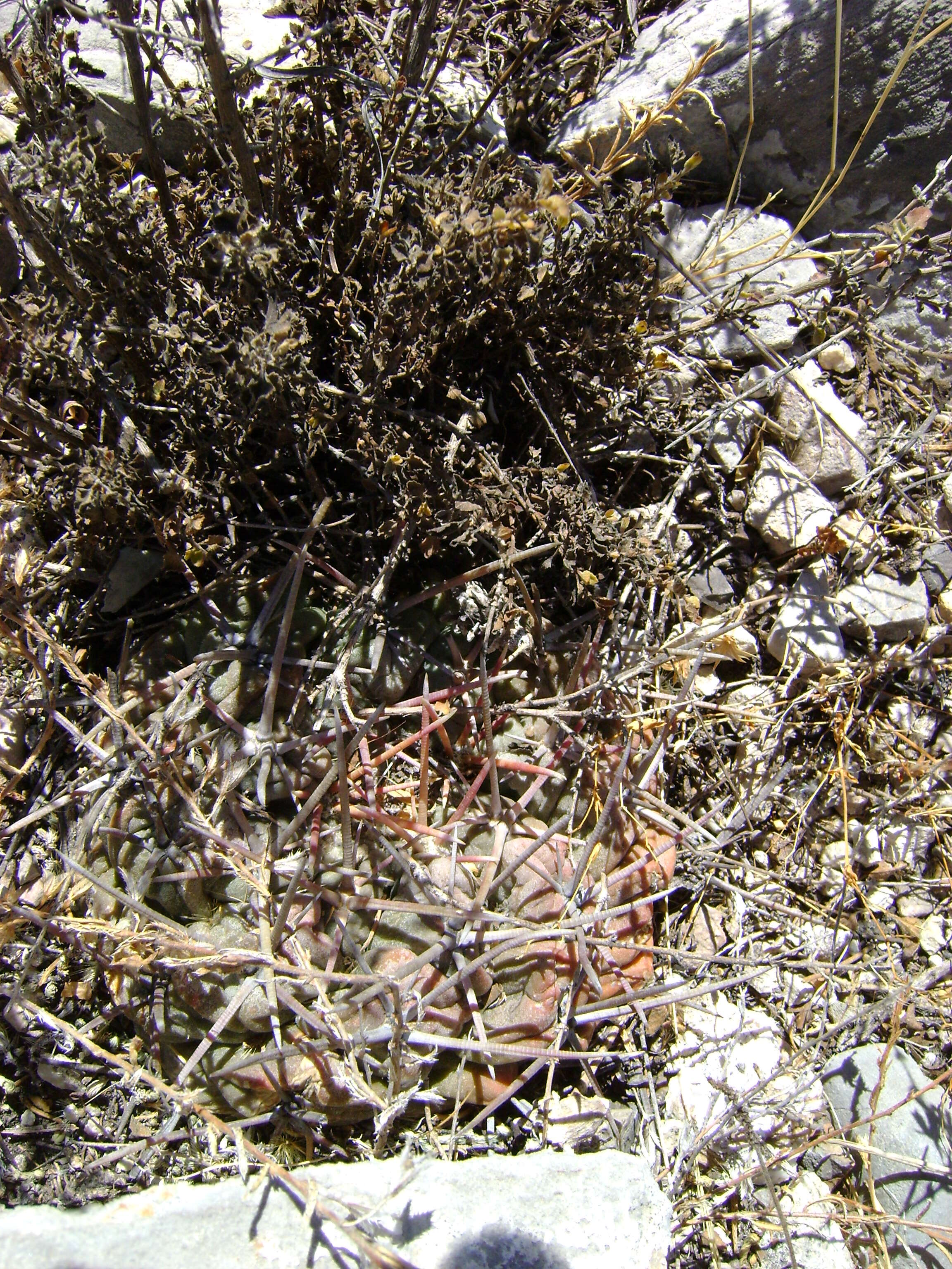 Image of Thelocactus hexaedrophorus (Lem.) Britton & Rose