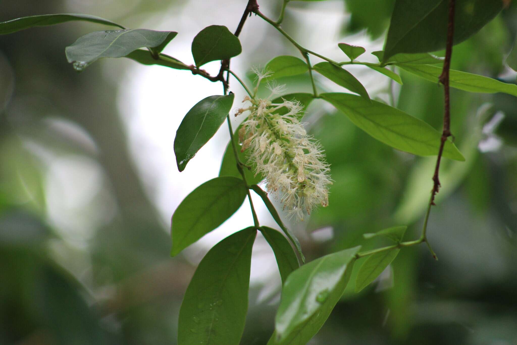 Image of sacky sac bean