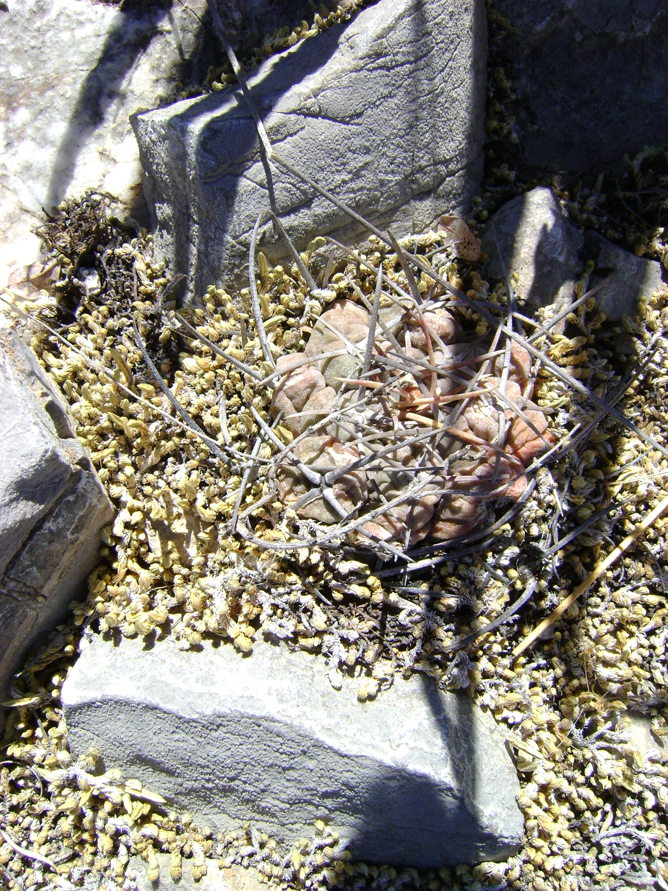 Image of Thelocactus hexaedrophorus (Lem.) Britton & Rose