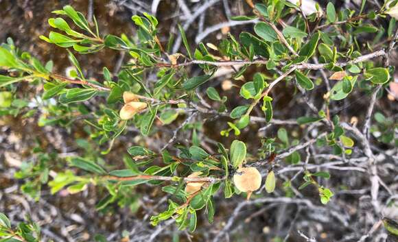 Image of Dodonaea bursariifolia F. Müll.