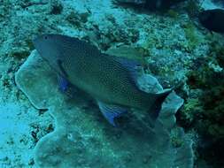 Image of Highfin coralgrouper