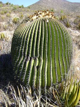 Image of Cactus