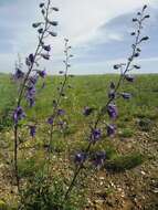 Image of Delphinium dissectum Huth