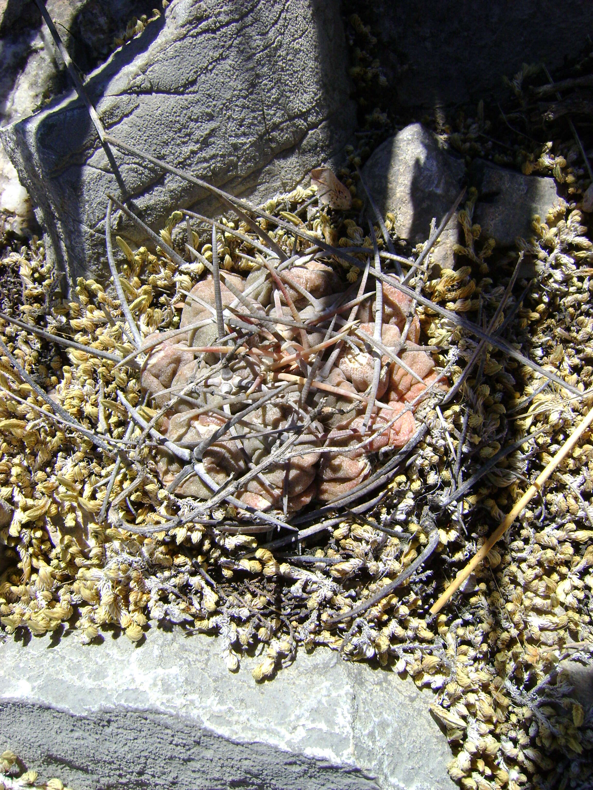 Image of Thelocactus hexaedrophorus (Lem.) Britton & Rose