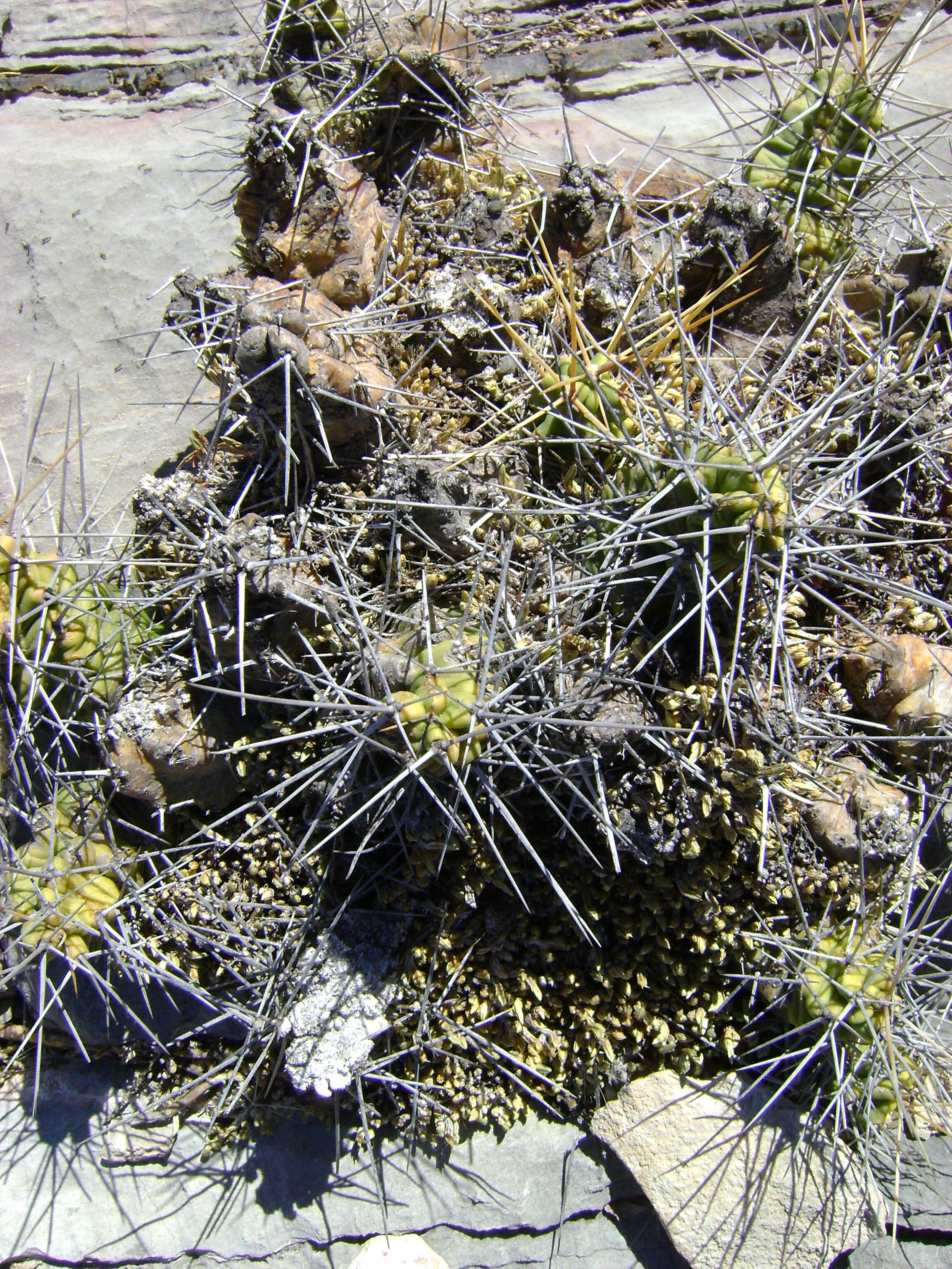 Image of Lady-finger Cactus