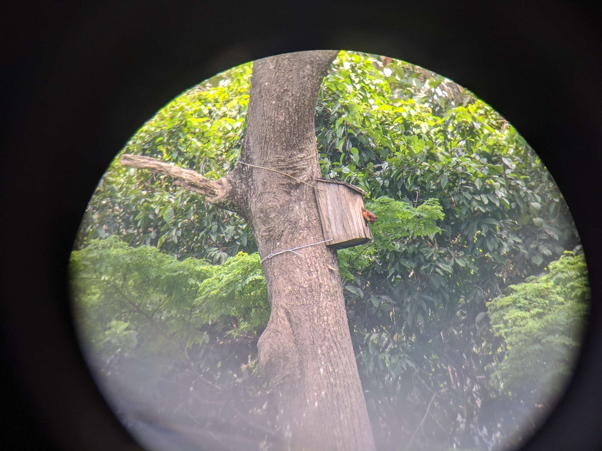 Image of Giant Flying Squirrels