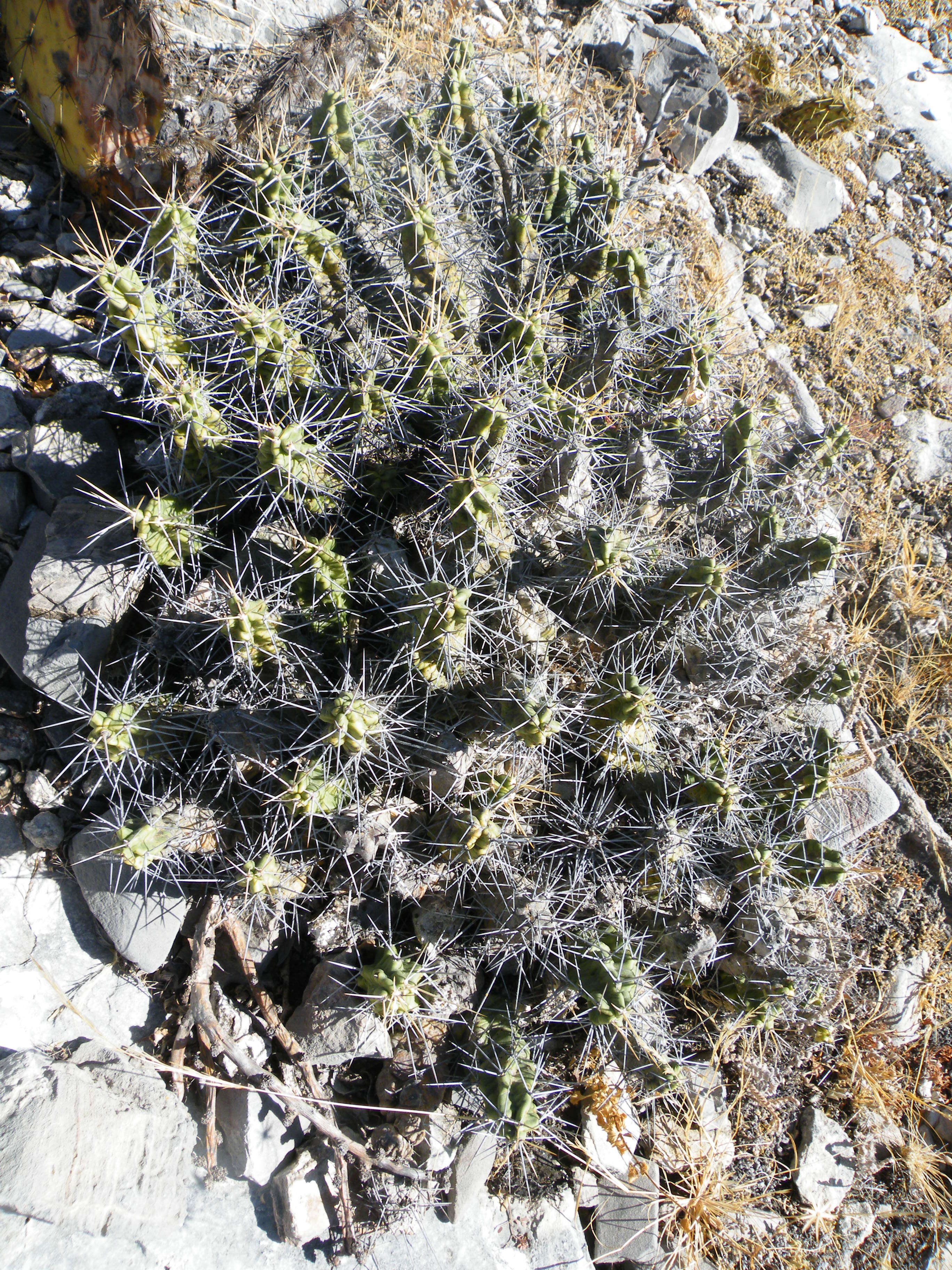 Image of Lady-finger Cactus