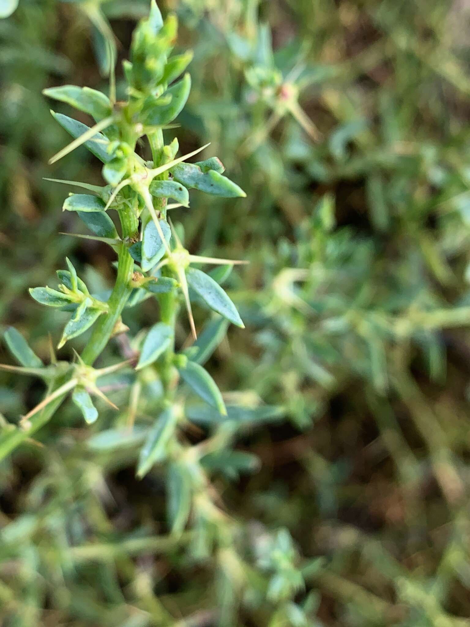 Слика од Sclerolaena muricata (Moq.) Domin