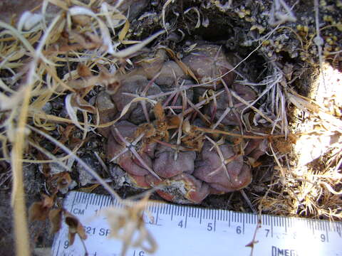 Image of Thelocactus hexaedrophorus (Lem.) Britton & Rose