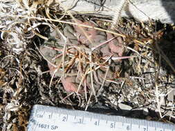 Image of Thelocactus hexaedrophorus (Lem.) Britton & Rose