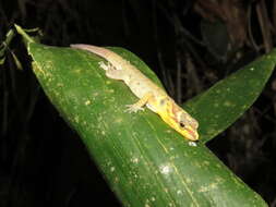Image of Trinidad Gecko