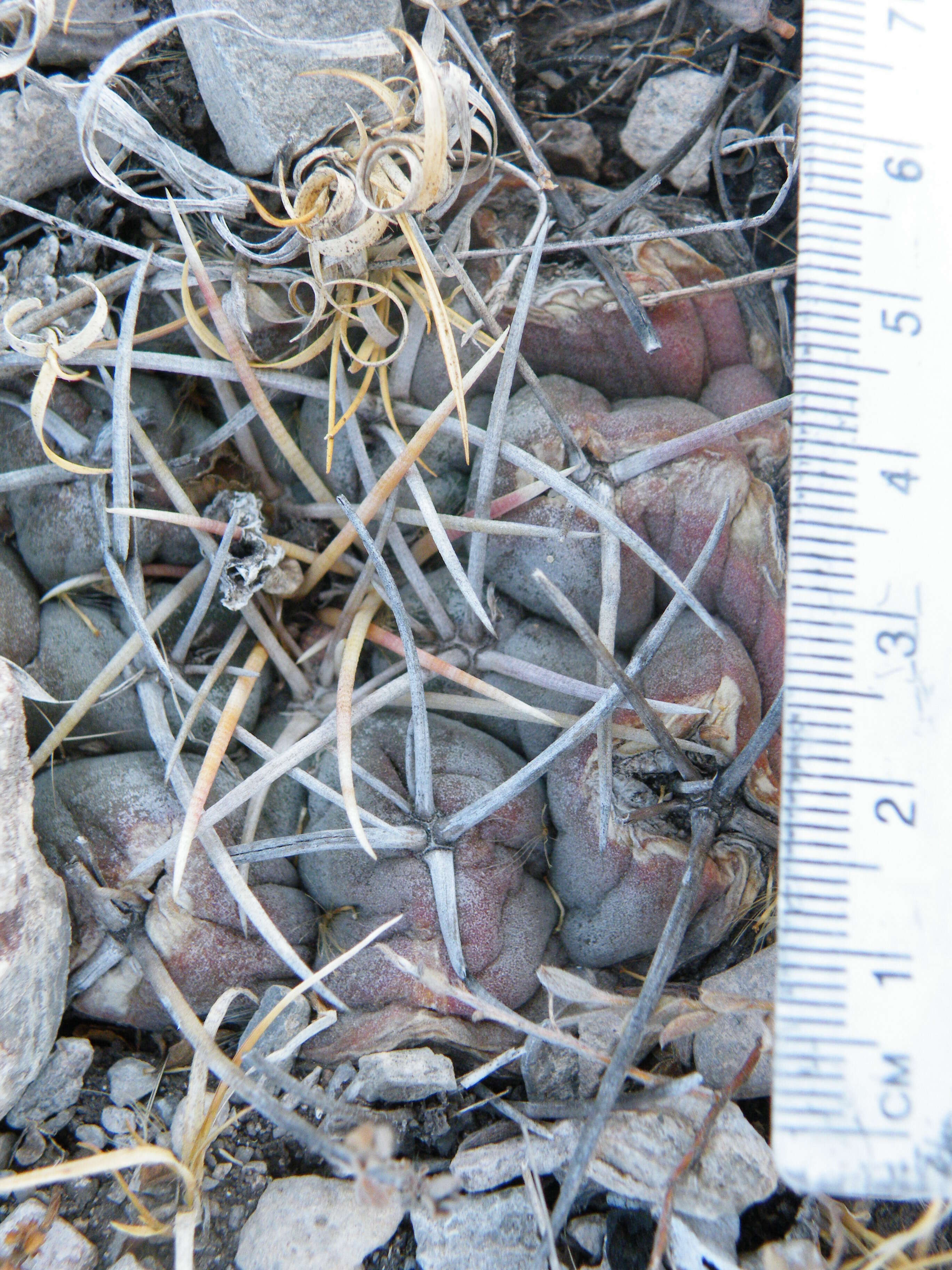 Image of Thelocactus hexaedrophorus (Lem.) Britton & Rose