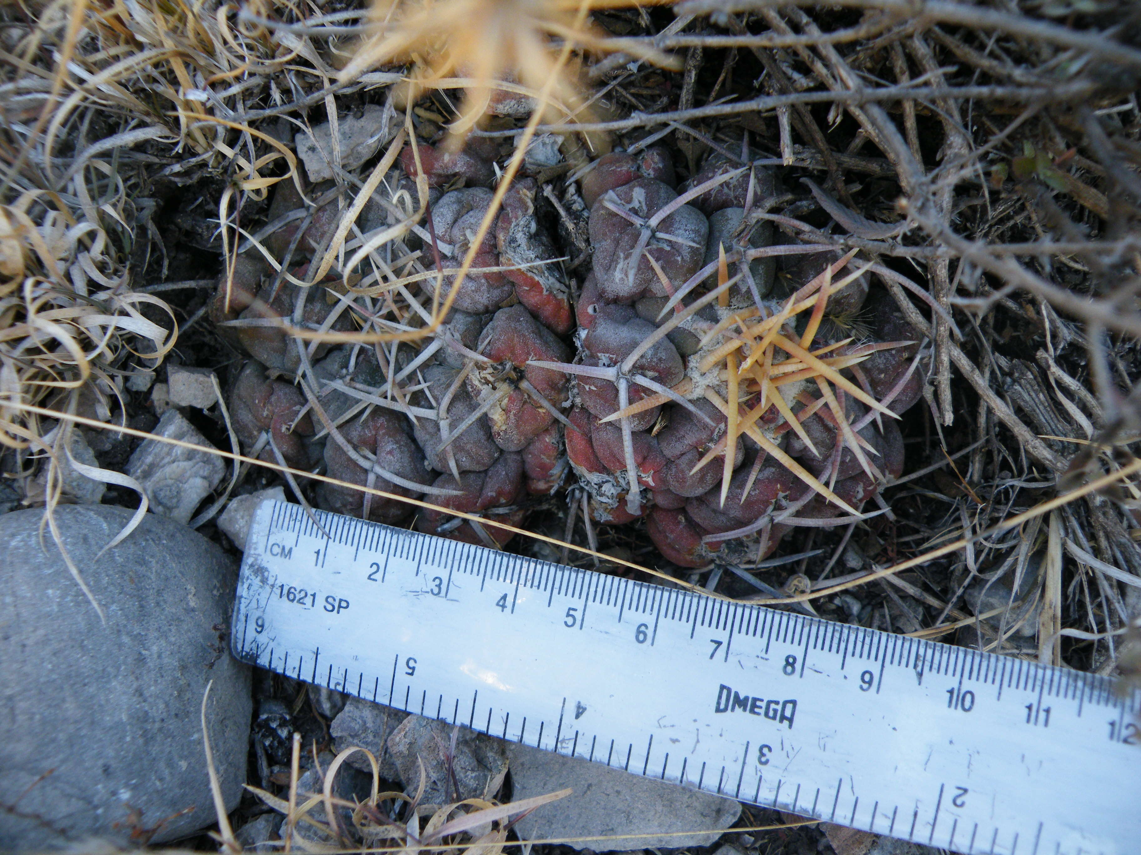 Image of Thelocactus hexaedrophorus (Lem.) Britton & Rose