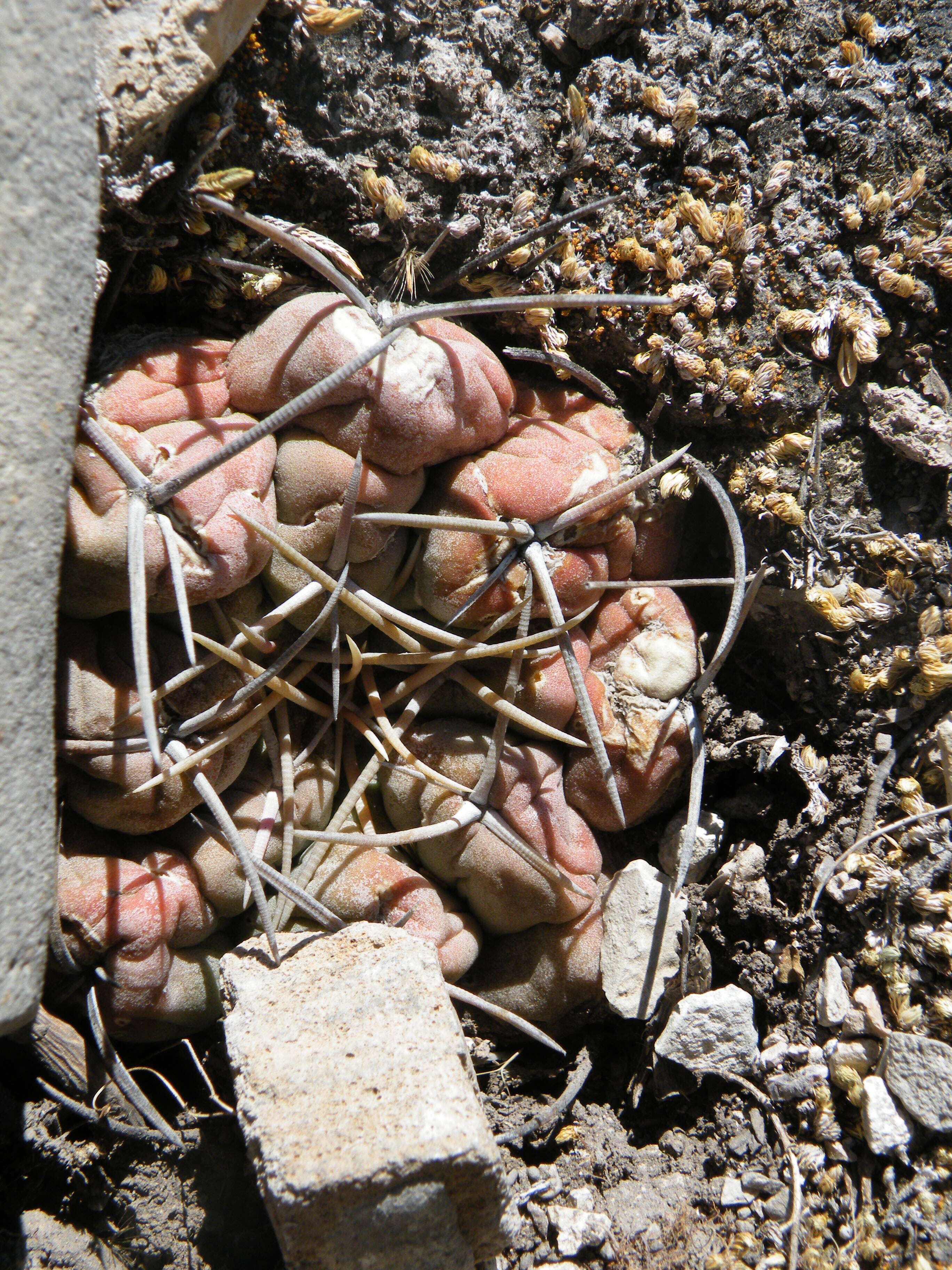 Image of Thelocactus hexaedrophorus (Lem.) Britton & Rose