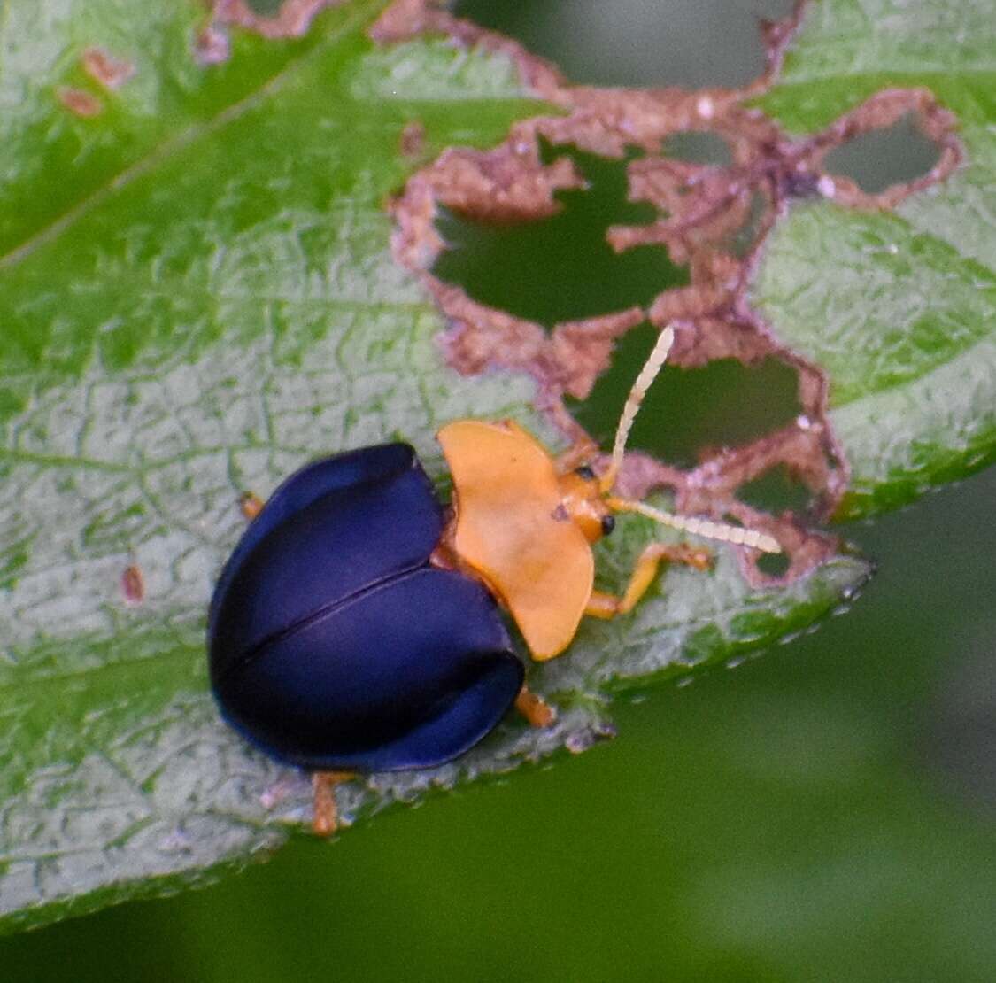 Sivun Stoiba flavicollis (Klug 1829) kuva