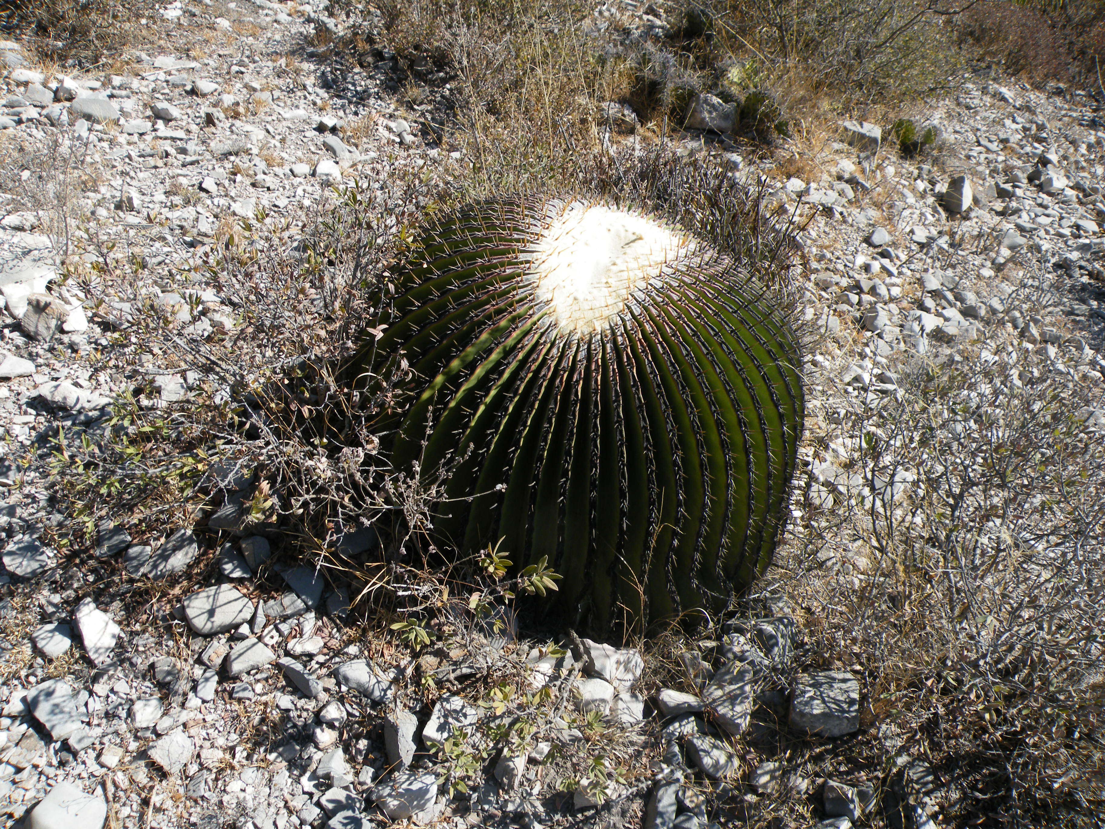 Image of Cactus