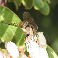 Image of Copestylum isabellina (Williston 1887)