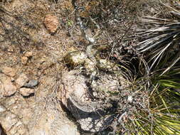 Image of fragrant bursera