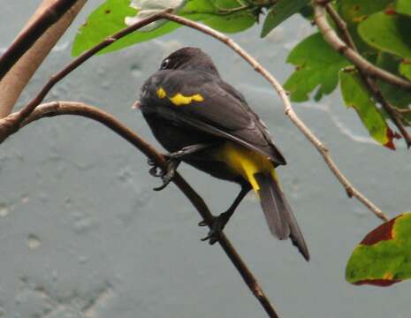 Image of Yellow-rumped Cacique