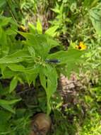 Image of Margined Blister Beetle