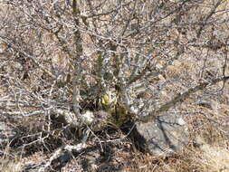 Image of fragrant bursera