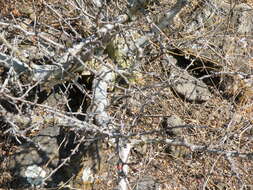 Image of fragrant bursera