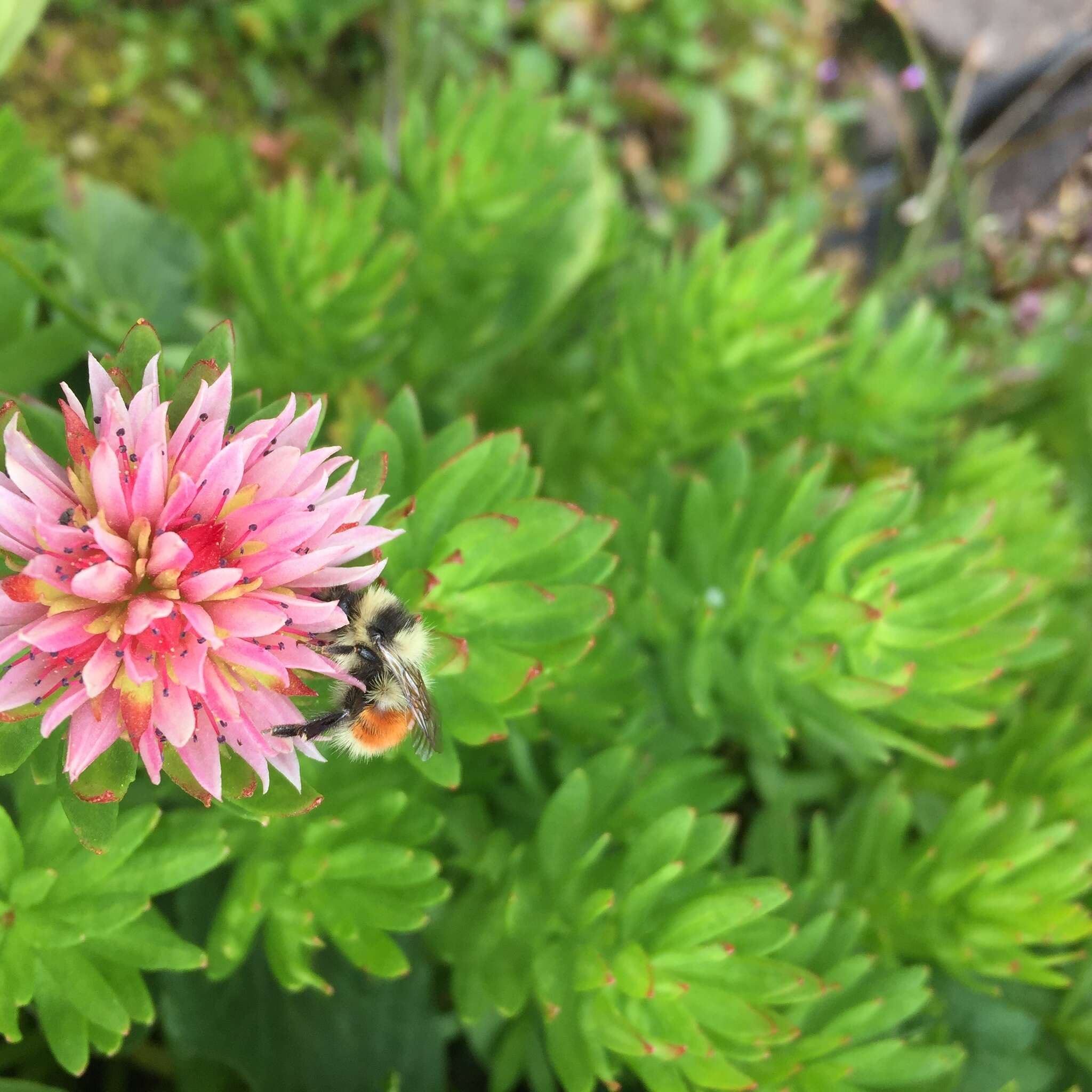 Image of Forest Bumble Bee