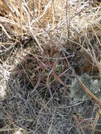 Image of Ferocactus latispinus (Haw.) Britton & Rose