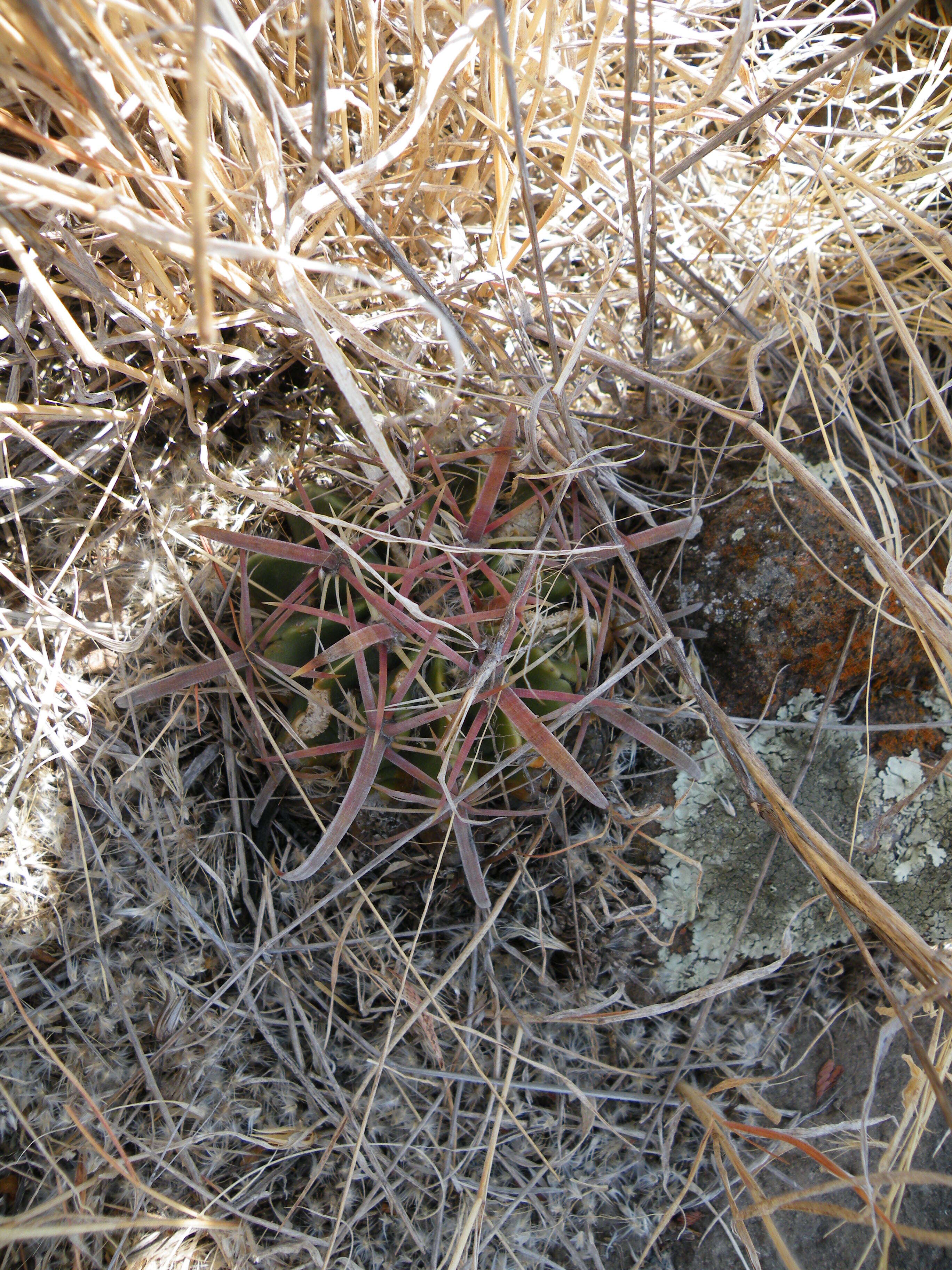 Image of Ferocactus latispinus (Haw.) Britton & Rose