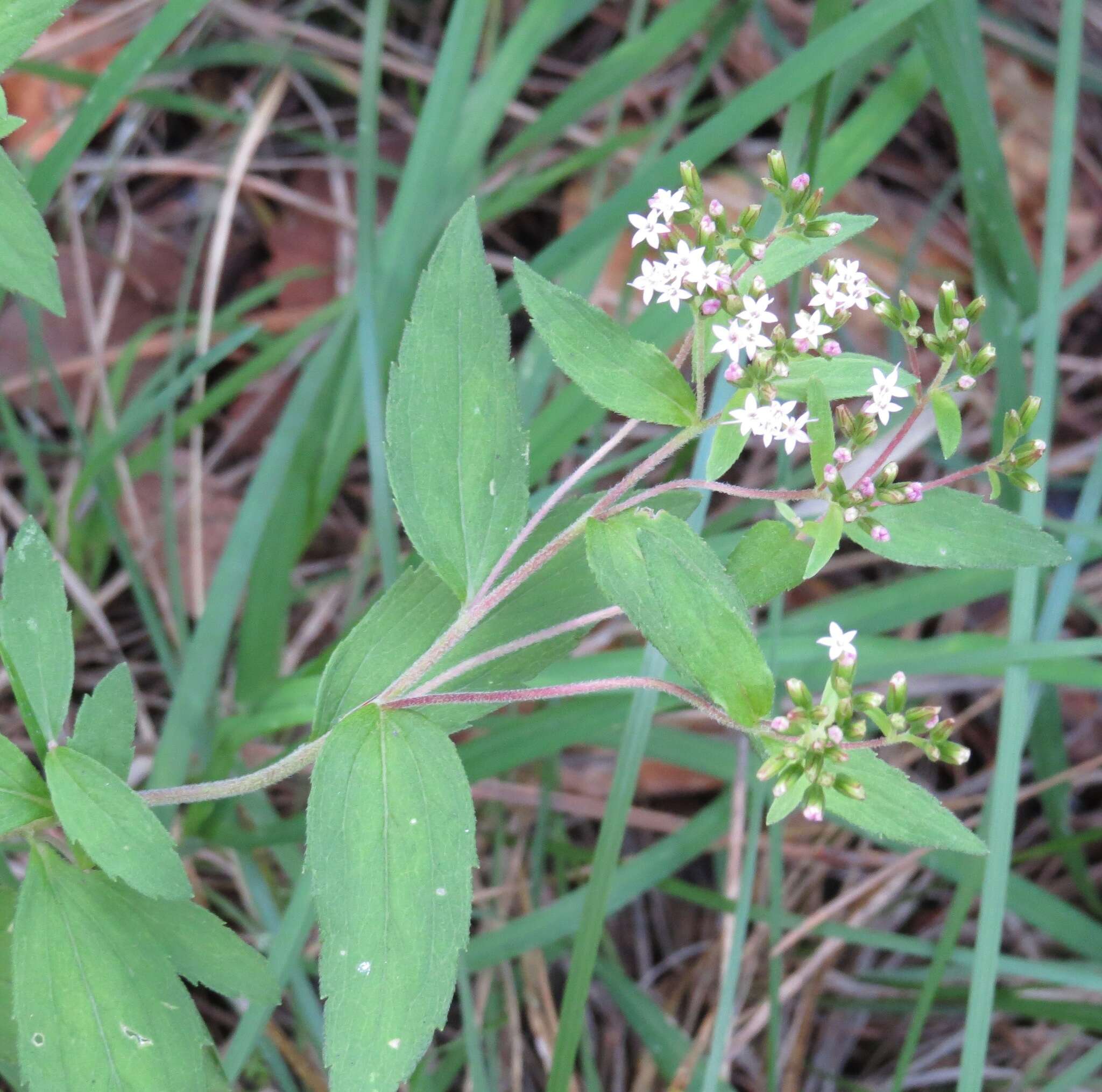 Image of Plummer's candyleaf